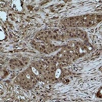 Histone H3 (MonoMethyl-K27) Antibody