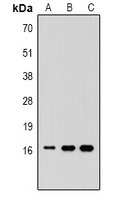 Histone H3 (MonoMethyl-K36) Antibody