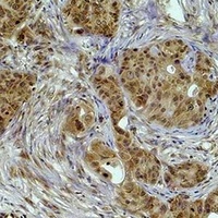 Histone H3 (MonoMethyl-K36) Antibody