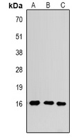 Histone H3 (MonoMethyl-K4) Antibody