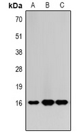 Histone H3 (MonoMethyl-K9) Antibody