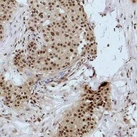 Histone H3 (MonoMethyl-K9) Antibody