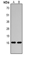 Histone H3 (MonoMethyl-R17) Antibody