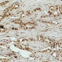 Histone H3 (MonoMethyl-R17) Antibody