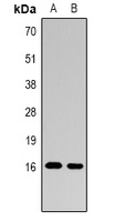 Histone H3 (MonoMethyl-R26) Antibody