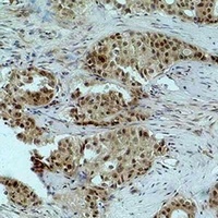 Histone H3 (MonoMethyl-R26) Antibody