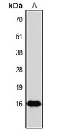 Histone H3 (Phospho-T3) Antibody