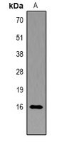 Histone H3 (Phospho-Y41) Antibody
