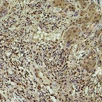 Histone H3 (Phospho-Y41) Antibody