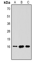 Histone H3 (TriMethyl-K36) Antibody