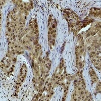 Histone H3 (TriMethyl-K36) Antibody