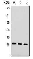 Histone H3 (TriMethyl-K79) Antibody