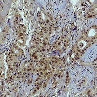 Histone H3 (TriMethyl-K79) Antibody
