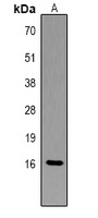 Histone H3 Antibody