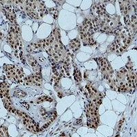 Histone H4 (Acetyl-K12) Antibody