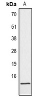 Histone H4 (Phospho-S1) Rabbit Polyclonal Antibody