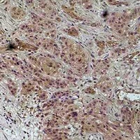 Histone H4 (Phospho-S1) Rabbit Polyclonal Antibody