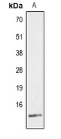 Histone H4 (Phospho-S47) Rabbit Polyclonal Antibody