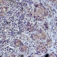 Histone H4 (Phospho-S47) Rabbit Polyclonal Antibody