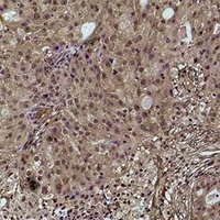 Histone H4 (Phospho-S80) Rabbit Polyclonal Antibody