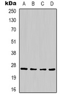 HSP27 Antibody