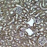HSP60 Antibody