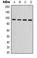 HSP90 alpha Antibody