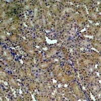 HSP90 alpha Antibody