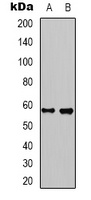 Kv1.8 Rabbit Polyclonal Antibody