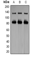 Kv11.3 Rabbit Polyclonal Antibody