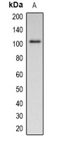 Pepsinogen C (Phospho-S15) Antibody
