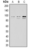 STAT1 Antibody