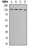Vinculin Rabbit Polyclonal Antibody