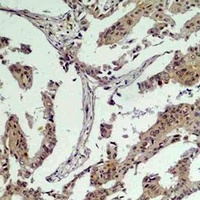 Vinculin Rabbit Polyclonal Antibody