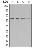 STAT1 (Phospho-Y701) Antibody
