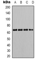 SHPTP1 (Phospho-Y536) Rabbit Polyclonal Antibody