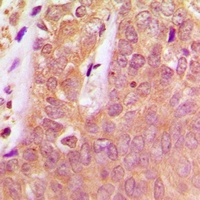 SHPTP1 (Phospho-Y536) Rabbit Polyclonal Antibody