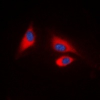 SHPTP1 (Phospho-Y536) Rabbit Polyclonal Antibody