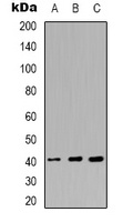 hNRNP C (Phospho-S260) Rabbit Polyclonal Antibody