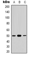 CDC37 (Phospho-S13) Rabbit Polyclonal Antibody