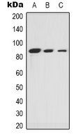 Ku80 Rabbit Polyclonal Antibody