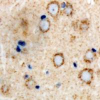 GLUR4 Rabbit Polyclonal Antibody