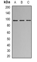 Nibrin Rabbit Polyclonal Antibody