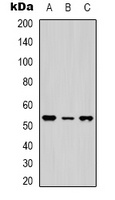 NTR1 Rabbit Polyclonal Antibody