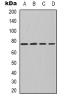 PKC iota/zeta Rabbit Polyclonal Antibody