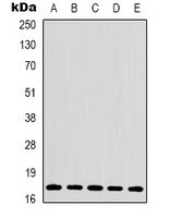 Histone H3 Antibody
