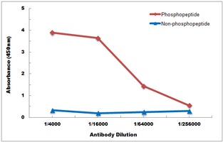 p38 (Phospho-Y182) Antibody