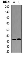 JUND Rabbit Polyclonal Antibody