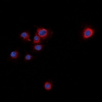 Syntaxin 1A (Phospho-S14) Rabbit Polyclonal Antibody