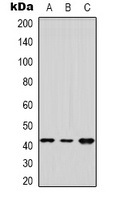 DUSP9 Rabbit Polyclonal Antibody